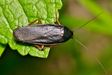 Smokybrown Cockroach Periplaneta fuliginosa insect leaf nature Springtime pest control agriculture.