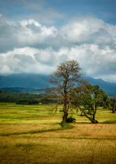 tree in the field - Chikmagalur, Karnataka