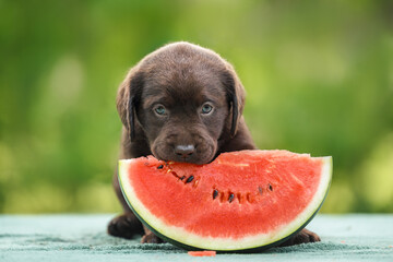 cute chocolate labrador puppy eating watermelon outdoors in summer