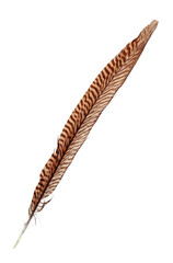 Single pheasant feather