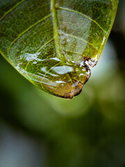 Close Up Photo Of Water Droplets On A Leaf