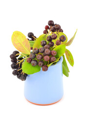 Black ashberry (Aronia melanocarpa) in cup