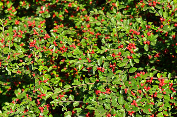 Japanese barberry (Berberis thunbergii)