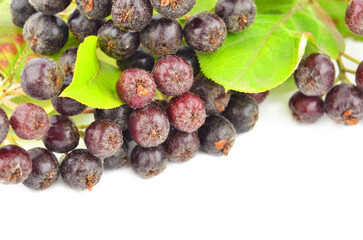 Black ashberry (Aronia melanocarpa) on white