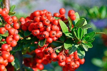 Rowan berries, Mountain ash (Sorbus) tree