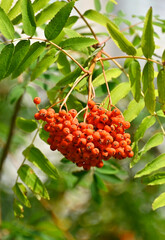 Rowan berries, Mountain ash (Sorbus)