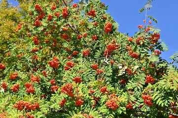 Rowan berries, Mountain ash (Sorbus)