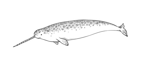 Drawing of a narwhal. Vector illustration of a whale with a horn. Unicorn of the sea in hand-drawn sketch style © Mariya