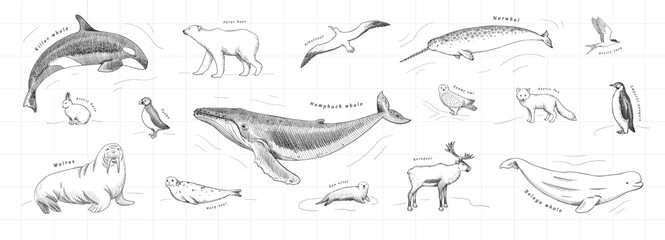 Hand-drawn arctic animals set in vector. Monochrome graphic sketch of polar wildlife. Antarctica fauna isolated on white background