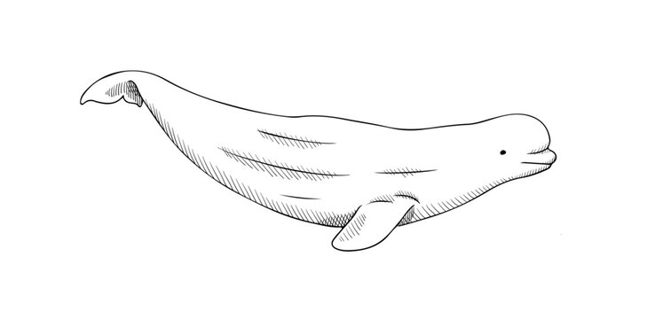 Vector illustration of beluga whale isolated on white background. Black and white sketch for engraving or print