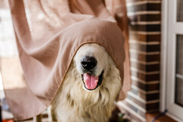 A big white dog is outside hiding behind a curtain