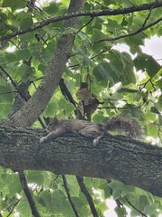 Squirrel laying on tree
