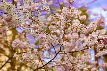 cherry blossom