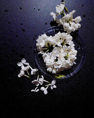 bouquet of white flowers on black background