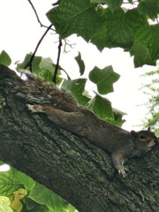 Squirrel Relaxing