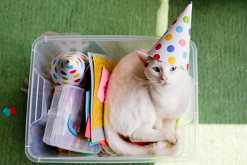 A white cat with blue eyes lies in a plastic box with elements for holiday decorations