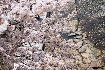 生田川の桜