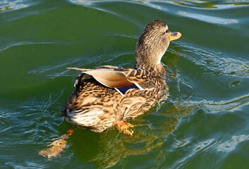 Duck floating in the lake
