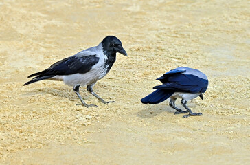 Raven on sand