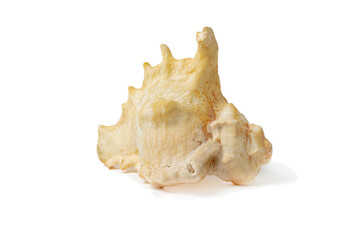 Sea shell on a white background. Whispers of the Sea: Captivating Serenity