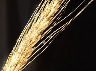 Close-up of golden wheat ears on a black background