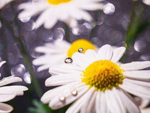Dewdrops on Daisy Petals with Sparkling Bokeh Background