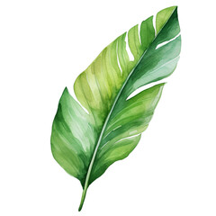  watercolor tropical leaf, botanical watercolor, isolated on white background