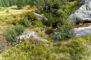 Alpine landscape in the Swiss Alps with plants and rocks at mountain pass Grimsel on a cloudy autumn day. Photo taken September 19th, 2023, Grimsel, Canton Bern, Switzerland.