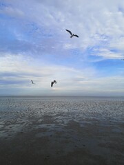 seagulls and sea