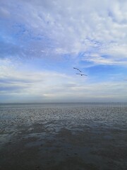 seagull and sea