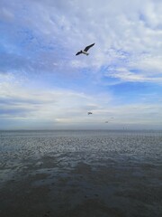 Seagull