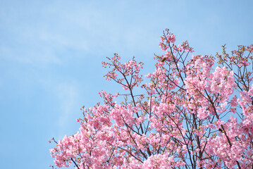 桜の木とメジロ