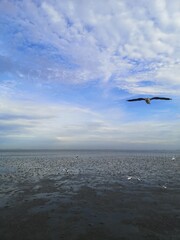 Seagull