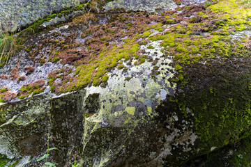 Scenic landscape at hiking trail with rock covered with lichen at Swiss mountain pass Grimsel on a cloudy late summer day. Photo taken September 19th, 2023, Grimsel, Mountain Pass, Switzerland.