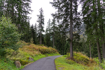 Alpine landscape in the Swiss Alps with plants and rocks at mountain pass Grimsel on a cloudy autumn day. Photo taken September 19th, 2023, Grimsel, Canton Bern, Switzerland.