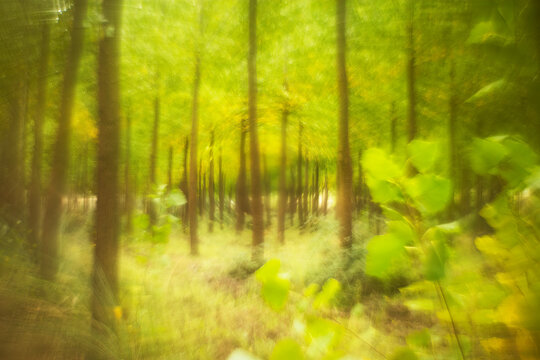 Ethereal Forest Scene with Artistic Blur Effect