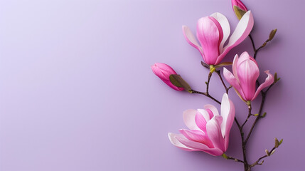 Fototapeta premium violet magnolia flowers on a soft blue background with copy space wedding stationery, blank greeting card, minimalistic style