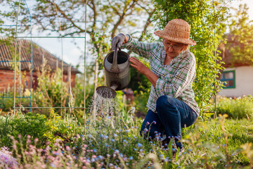 Senior woman watering forget-me-nots in bloom with watering can in spring garden. Gardener taking care of flowers © maryviolet