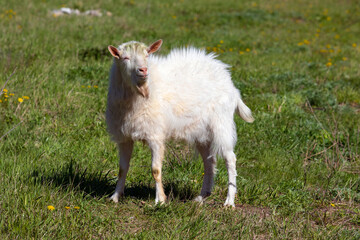 White goat on a meadow.