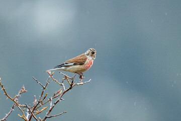 Common linnet (Linaria cannabina) perched on a rosehip branch on a rainy morning, Alps, Italy