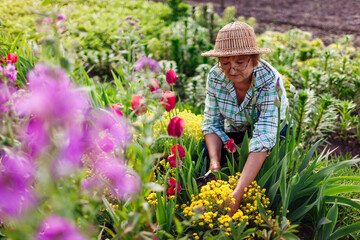 Portrait of senior gardener picking flowers in spring garden. Retired woman cutting stems with...