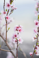 pink cherry blossom in spring background. Some blur flowers