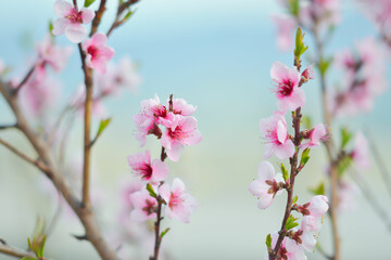 pink flowers cherry blossom, some blur - background