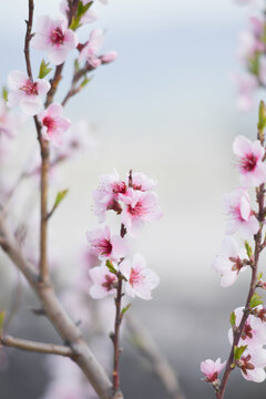 pink cherry blossom in spring background. Some blur flowers