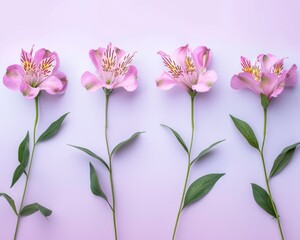 Pink Alstroemeria Flowers On Light Background