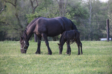 Mare with foal in green pastures