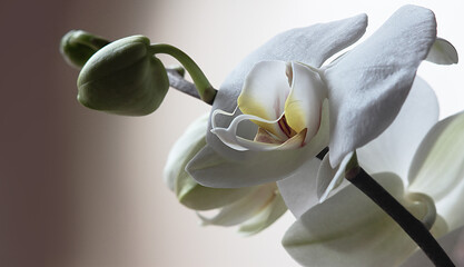 orchidea © giovanni