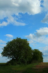 A tree with blue sky and clouds