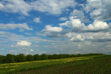 A field of grass and trees