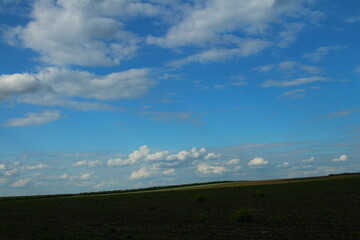 A field with a blue sky